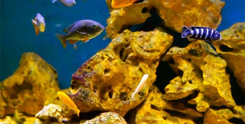 Colorful Fish Swimming in a Natural Aquarium
