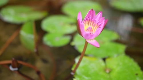 Beautiful pink Waterlily flower in bloom -close up