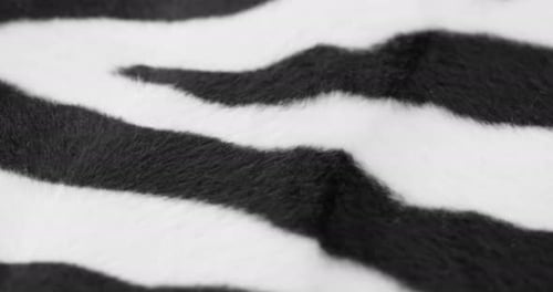 Close Up of Zebra Print Fabric Texture