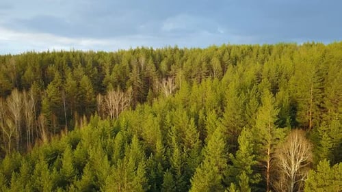 Bosque natural
