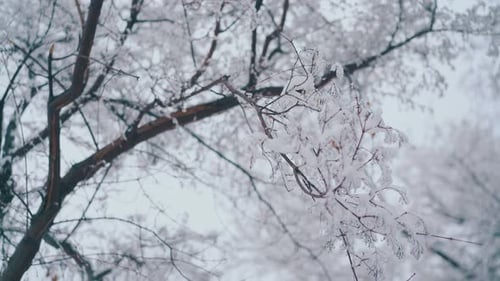 Snowy Tree Branches in the Winter