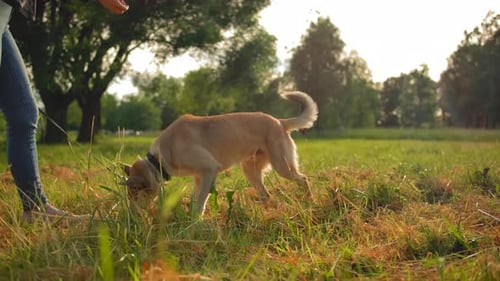 The Red-haired Dog Runs Up To Its Mistress and Performs the Trick Standing on Its Hind Legs.