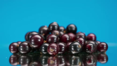 Heap of Fresh Black Currants Close Up