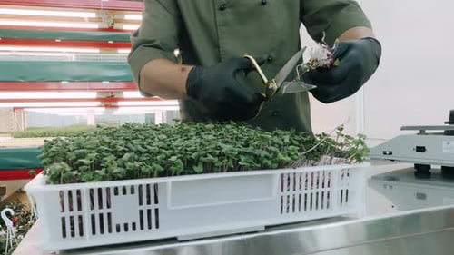 Tas de microlégumes verts de betterave sur fond de table