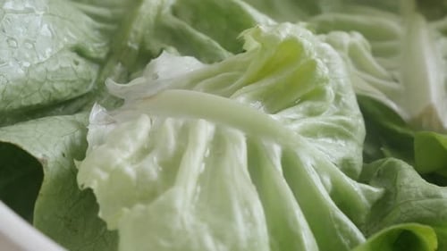 Close Up of Fresh Green Lettuce