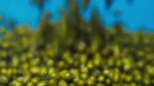 Primer plano de la caída de los frijoles mungo verdes en un frasco de vidrio sobre fondo azul