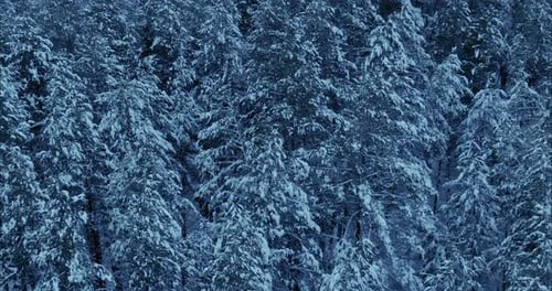 Snowcovered Treetops in a Winter Forest View From Above
