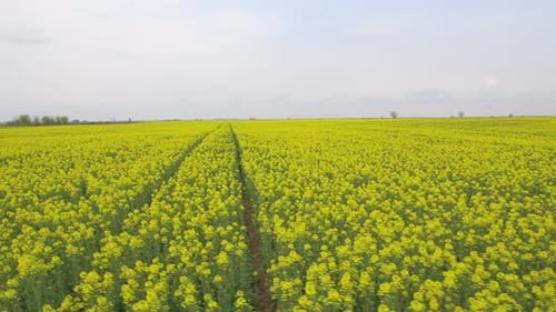 Aerial View of Blooming Canola Fields on Sunny Day