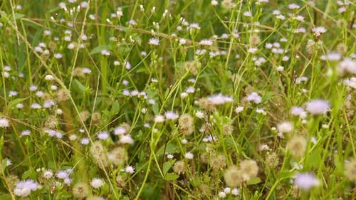 Lush Wildflowers and Green Grasses in Rural Setting