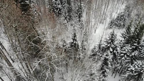 Aerial view of the trees in snowy forest.