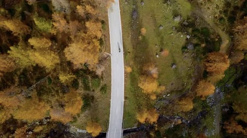 Winding Road in Autumn Orange Forest