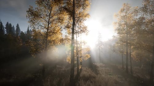 Sun Beams Through Trees