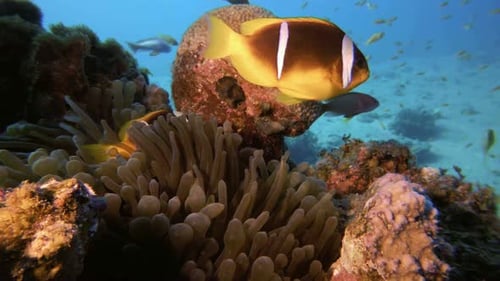 Clownfish Swimming Amidst Anemone Underwater