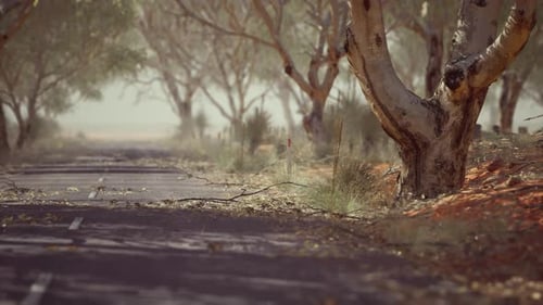 Open Road in Australia with Bush Trees