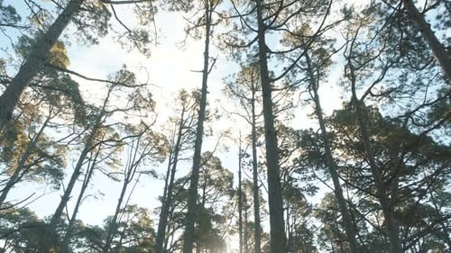 Slow Movement Through a Pine Spruce Forest in Beautiful Morning Light. Sunbeams Shine Between Trees
