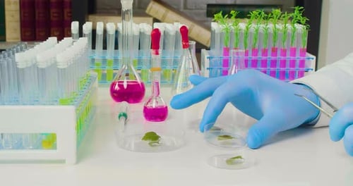 Plant Sample Research in Laboratory with Blue Gloves