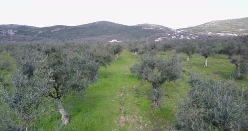 Flug über Olivenbäume im Parque Natural de las Sierras de Aire y Candeeiros