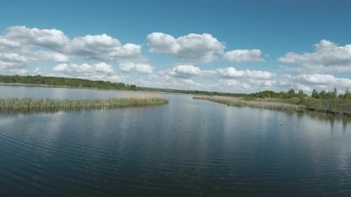 Schneller und agiler Flug über den See mit einem Paar weißer Schwäne