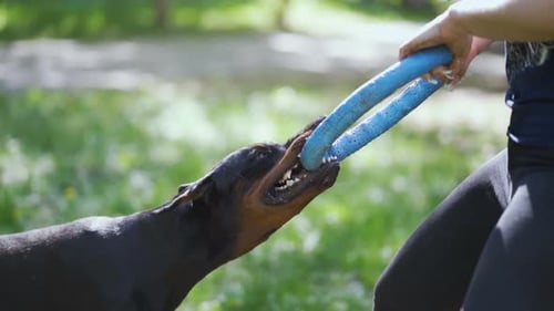 Dog Is Playing with Toy.