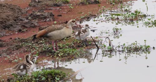Egyptian Goose, alopochen aegyptiacus, Adult and Goslings, real Time 4K