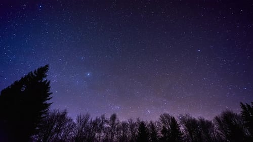 Zeitraffer eines Nachthimmels voller Sterne über den Bäumen im Wald