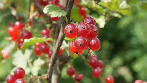 Lot of small red berries on Ribes rubrum plant natural shallow DOF 4K 2160p 30fps UltraHD foota