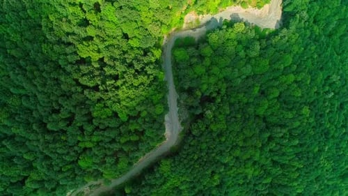 Forêt de Drone aériens (4K)