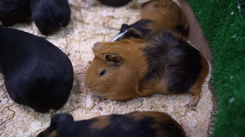 Lots of Guinea Pigs. They Eat Hay.