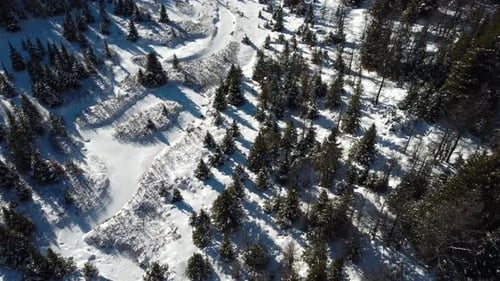 Prairie dans la forêt couverte de neige