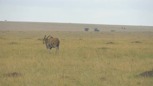 Common eland grazing and walking