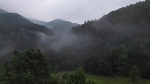 Extreme Close Flight Over Treetops in the Misty Forest Morning