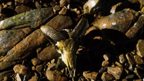 Ram Skull on Desert Rocks