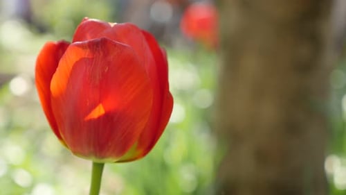 Didier tulip lily plant bulb close-up 4K 2160 30fps UltraHD footage - Shallow DOF Tulipa gesneriana