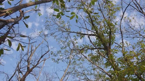Green Trees Stretch to Blue Sky