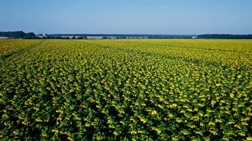 Gelbes Farmfeld mit Sonnenblumen
