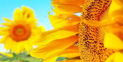 Radiant Yellow Sunflowers in a Rural Field