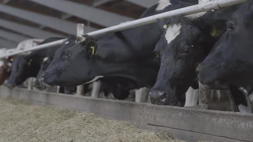 Calves Feeding Process on Modern Farm. Close Up Cow Feeding on Milk Farm. Cow on Dairy Farm Eating