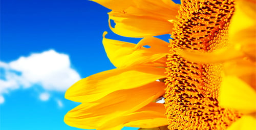 Sonnenblumen 3