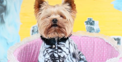 Yorkshire Terrier