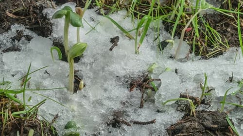 Macro Shot of Melting Snow and Exposing Green Grass and Plant Sprouts
