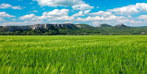 Grünes Feld 2