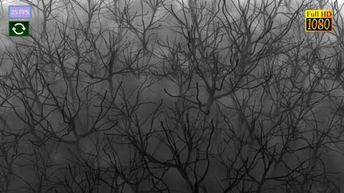 Mystery Forest A3 HD