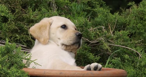 Yellow Labrador Retriever, Puppy Playing in a Flowerpot, Normandy, Slow Motion 4K