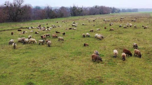 Domestic animals on pasture. Herd of sheep grazing and resting on field.