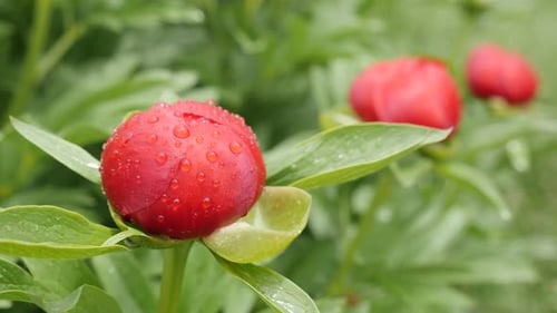 Rote Paeonia peregrina grüne Blume unter Regen 4K 2160p 30fps UltraHD-Aufnahmen - Nahaufnahme von schönen