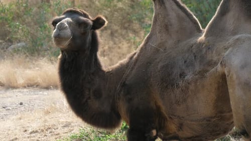 Grande camelo pastando e esfregando o lado com os dentes em um grande zoológico no verão