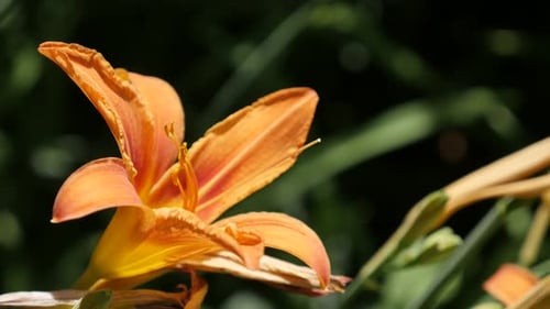 Exotic orange day-lily flower close-up 4K 2160p 30fps UltraHD footage - Hemerocallis fulva plant in