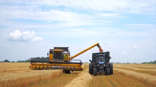 Combine and tractor working on the large wheat field