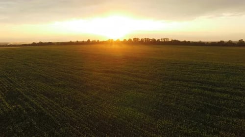 Flug über grünes Maisfeld bei riesigem Sonnenuntergang