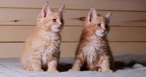 Zwei lustige neugierige junge rot-weiße Maine Coon Kittens Katzen zu Hause